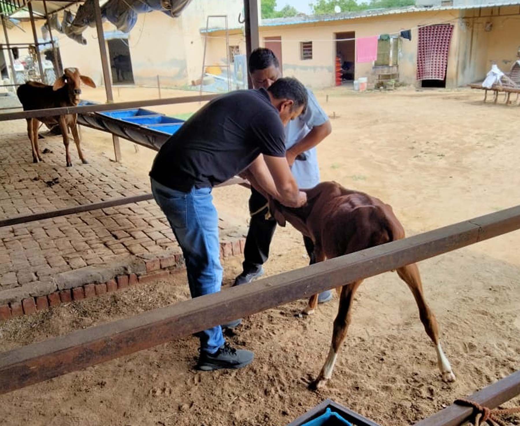 सोहना क्षेत्र में गायों को टीके लगाते चिकित्सक।